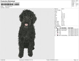 dog 270323