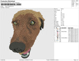 dog b 030423